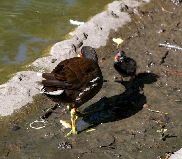 Le Jardin des Plantes Nantes/ La faune Le Jardin des Plantes Nantes/ La faune