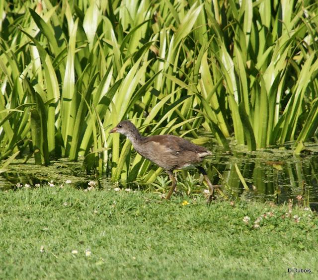 Le Jardin des Plantes Nantes/ La faune Le Jardin des Plantes Nantes/ La faune