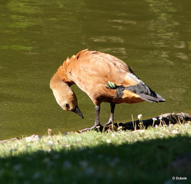 Le Jardin des Plantes Nantes/ La faune Le Jardin des Plantes Nantes/ La faune