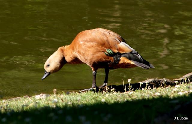 Le Jardin des Plantes Nantes/ La faune Le Jardin des Plantes Nantes/ La faune