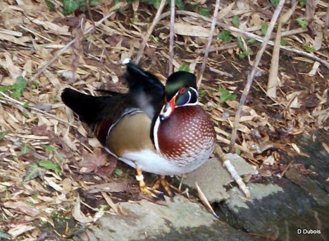 Le Jardin des Plantes Nantes/ La faune Le Jardin des Plantes Nantes/ La faune