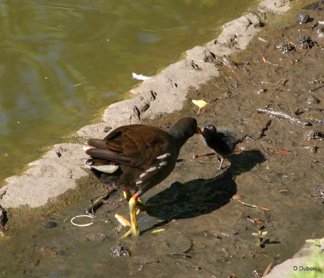 Le Jardin des Plantes Nantes/ La faune Le Jardin des Plantes Nantes/ La faune