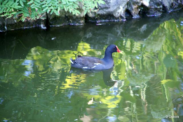 Le Jardin des Plantes Nantes/ La faune Le Jardin des Plantes Nantes/ La faune