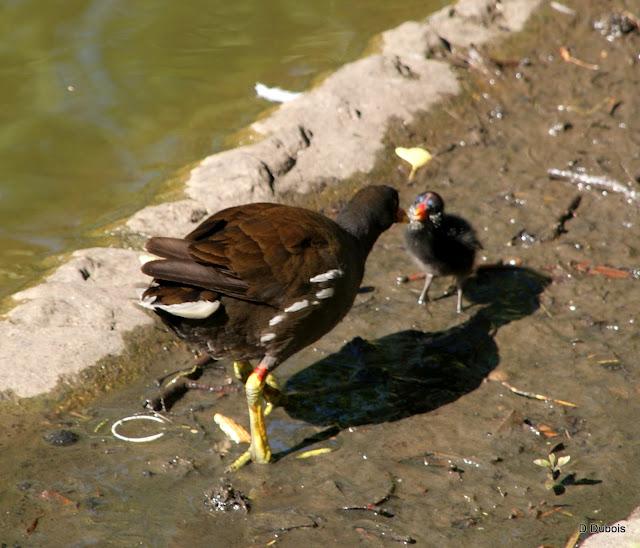 Le Jardin des Plantes Nantes/ La faune Le Jardin des Plantes Nantes/ La faune