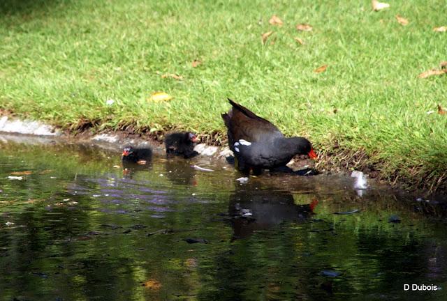 Le Jardin des Plantes Nantes/ La faune Le Jardin des Plantes Nantes/ La faune