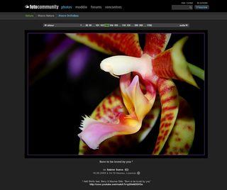 Macro-orchidées_02 Macro-orchidées_02