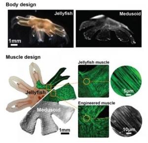 Génie TISSULAIRE: La méduse qui avait des muscles de rat – Nature Biotechnology