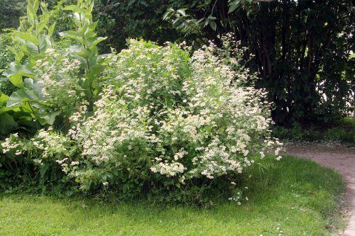 Marguerites 1 marguerites paris 23 juin 2012 059 (1).jpg