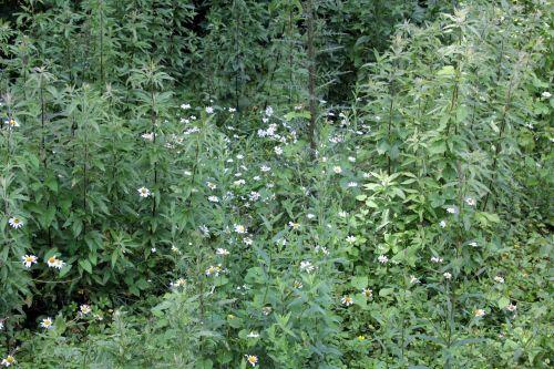 Marguerites 8 marguerites romi 27 juin 2011 021.jpg