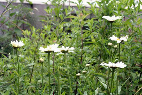 Marguerites 5 marguerites 7 juillet 026.jpg