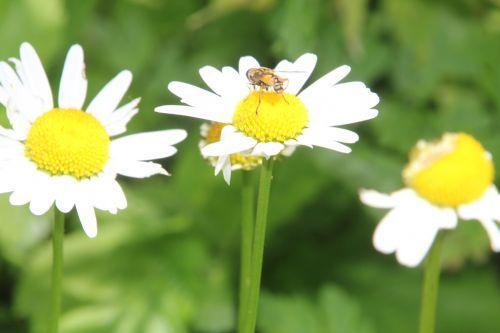 Marguerites romi 4 juil 2012 009.jpg