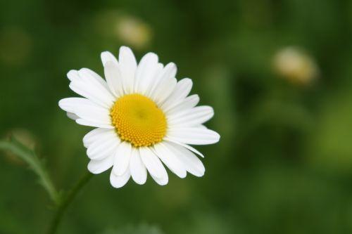 Marguerites 7 marguerite romi 28 mai 052.jpg