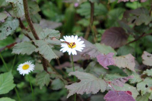 Marguerites 11 marguerites romi 9 juin 2012 068.jpg