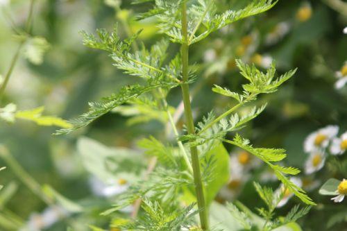 Marguerites 3 marguerites paris 23 juin 2012 059 (4).jpg