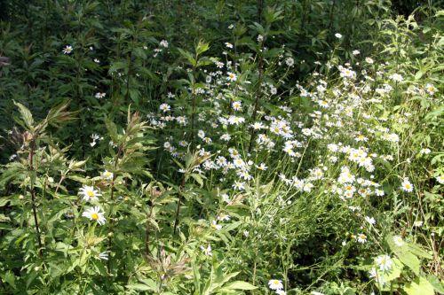 Marguerites 4 marguerites romi 16 juin 023.jpg