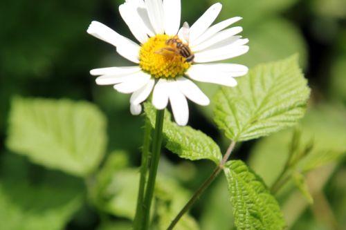 Marguerites romi 4 juil 2012 006.jpg