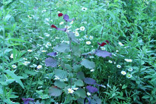 Marguerites 10 marguerites noisetier romi22 juin 2010 124.jpg
