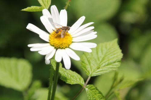Marguerites romi 4 juil 2012 005.jpg