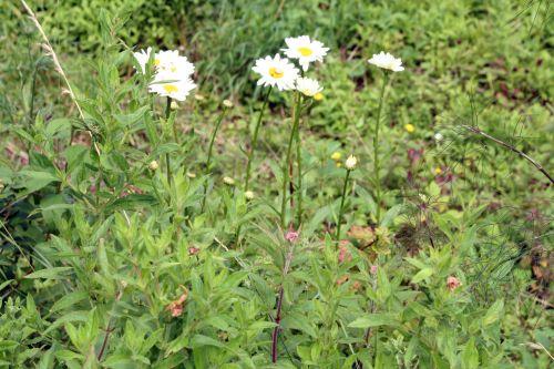 Marguerites 6 marguerites 7 juillet 039.jpg