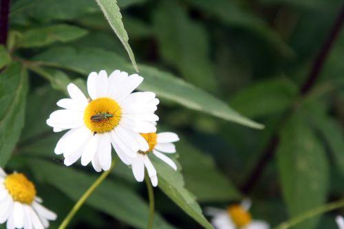 Marguerites marguerite romi 22 juin 067.jpg