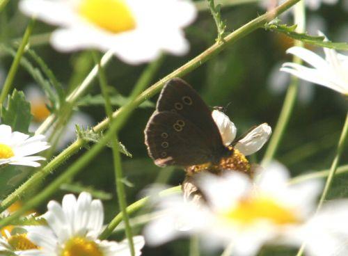 Marguerites marguerites tristan romi 22 juin 063.jpg