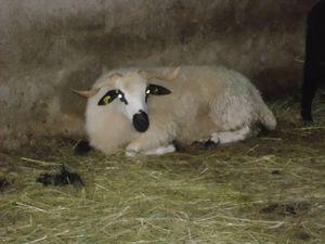 laine filée main brebis