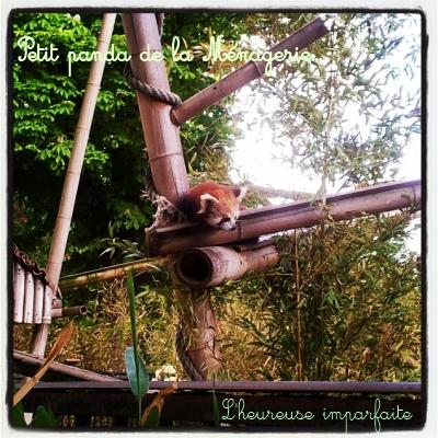 paris 8 mai 2012 panda Bon alors, c’est quoi cette histoire de renard ?