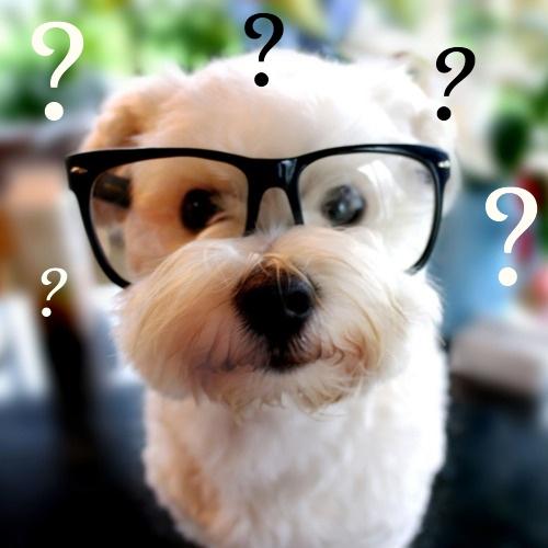 chien lunettes questions Bon alors, c’est quoi cette histoire de renard ?