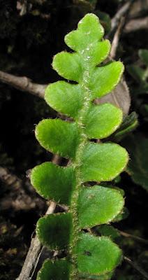 Ceterach officinarum, fougère rare des vieux murs