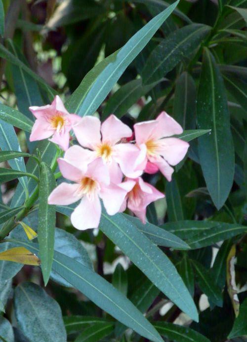 Nos photos de Juillet 2012 : jardins et bassins se préparent à affronter la sécheresse estivale ! Nos photos de Juillet 2012 : jardins et bassins se préparent à affronter la sécheresse estivale !