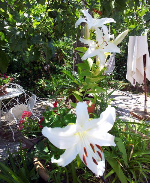 Nos photos de Juillet 2012 : jardins et bassins se préparent à affronter la sécheresse estivale ! Nos photos de Juillet 2012 : jardins et bassins se préparent à affronter la sécheresse estivale !