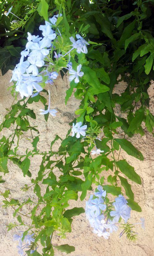 Nos photos de Juillet 2012 : jardins et bassins se préparent à affronter la sécheresse estivale ! Nos photos de Juillet 2012 : jardins et bassins se préparent à affronter la sécheresse estivale !