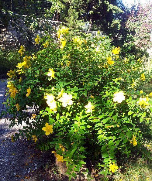Nos photos de Juillet 2012 : jardins et bassins se préparent à affronter la sécheresse estivale ! Nos photos de Juillet 2012 : jardins et bassins se préparent à affronter la sécheresse estivale !