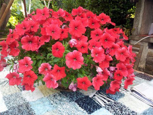 Nos photos de Juillet 2012 : jardins et bassins se préparent à affronter la sécheresse estivale ! Nos photos de Juillet 2012 : jardins et bassins se préparent à affronter la sécheresse estivale !