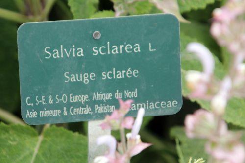 Salvia sclarea 9 salvia sclarea paris 23 juin 2012 028.jpg