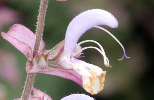Salvia sclarea 8 salvia sclarea fl paris 23 juin 2012 025.jpg
