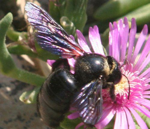 Salvia sclarea xylocopa 19 août 060.jpg