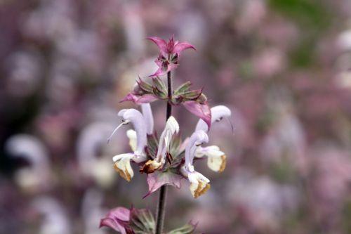 Salvia sclarea 4 salvia sclarea paris 23 juin 2012 026.jpg