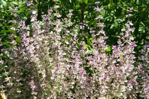 Salvia sclarea 3 salvia marnay 4 juillet 2008 098.jpg