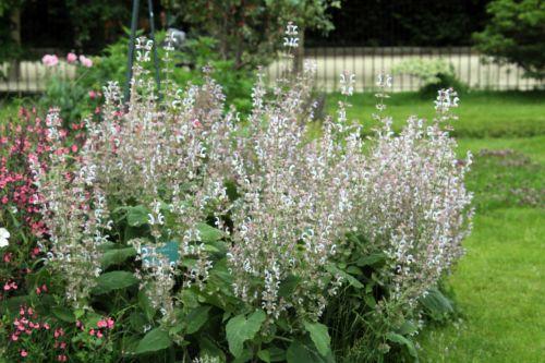 Salvia sclarea 2 salvia sclarea paris 23 juin 2012 024.jpg