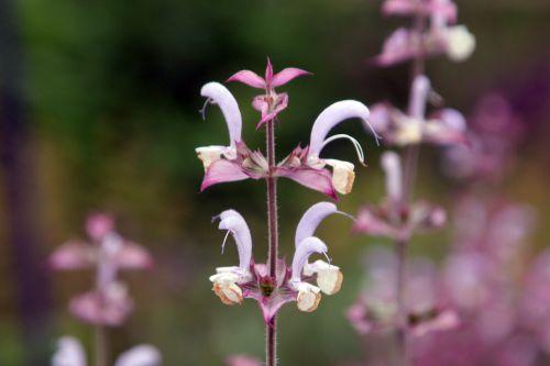 Salvia sclarea 5 salvia sclarea paris 23 juin 2012 027.jpg