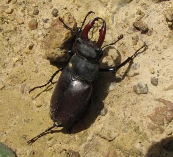 Lucane cerf-volant insectes, lucane,