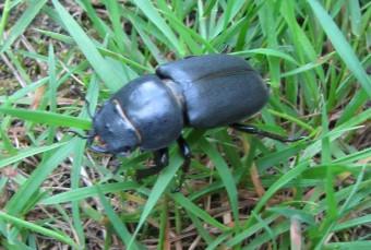 Lucane cerf-volant insectes, lucane,