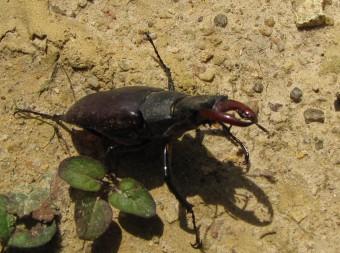 Lucane cerf-volant insectes, lucane,