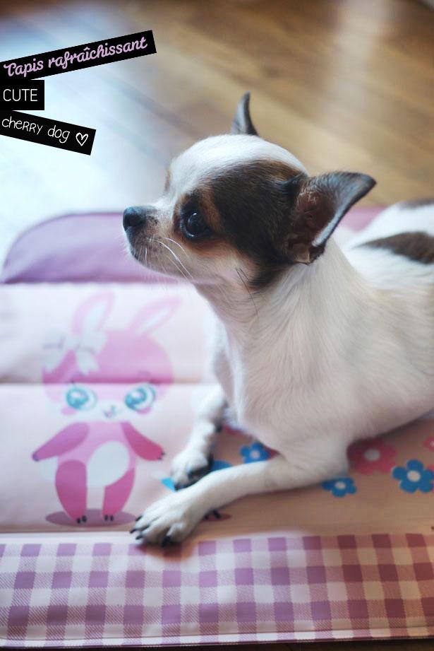 Tapis rafraĂŽchissant pour chiens Le tapis rafraîchissant cute pour chiens