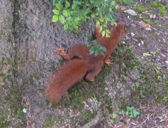 Les pies et l’écureuil 120801 Les pies et l'Ecureuil (1).jpg