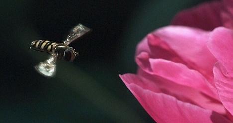  Sciences : Le vol des insectes en pilotage automatique 