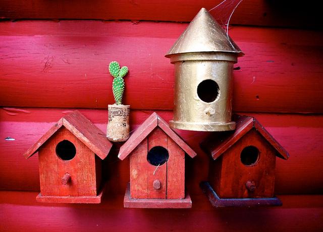Jeudi Macro Folie #3...et il pleut des macros cadeaux !!! anteketborka.blogspot.com, cactus2