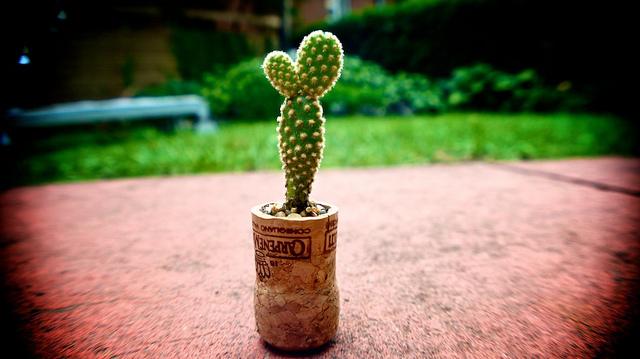 Jeudi Macro Folie #3...et il pleut des macros cadeaux !!! anteketborka.blogspot.com, cactus9