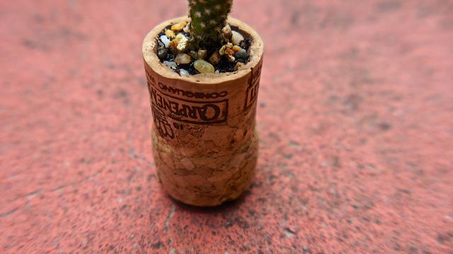 Jeudi Macro Folie #3...et il pleut des macros cadeaux !!! anteketborka.blogspot.com, cactus11